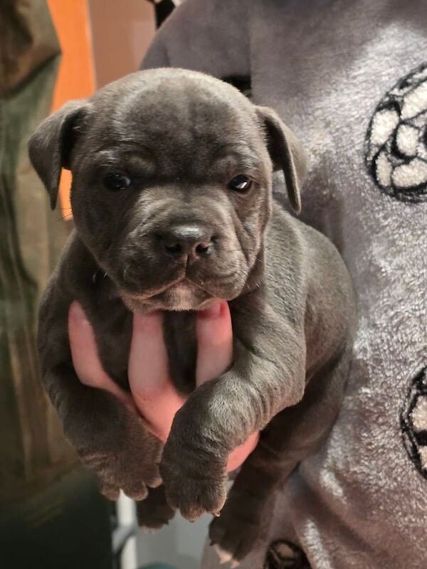 staffordshire bull terrier pups for sale in Ballymena, County Antrim - Image 2