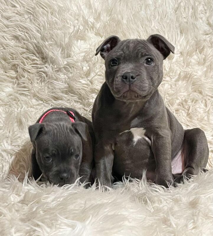 Staffordshire bull terrier pups for sale in Birmingham, West Midlands