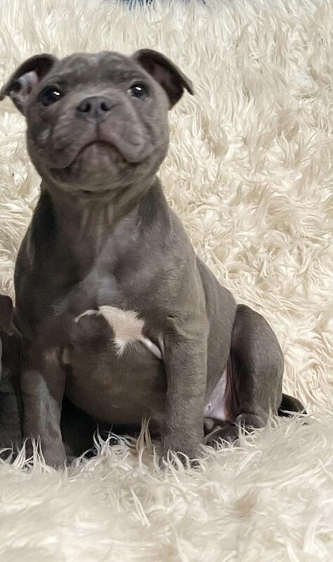 Blue staffordshire bull orders terrier puppy