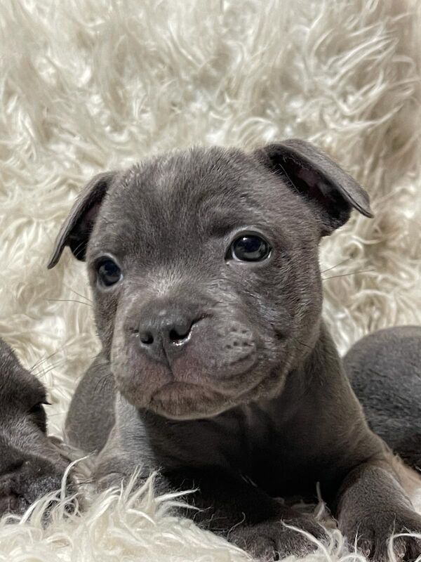 Staffordshire bull terrier pups for sale in Birmingham, West Midlands - Image 5