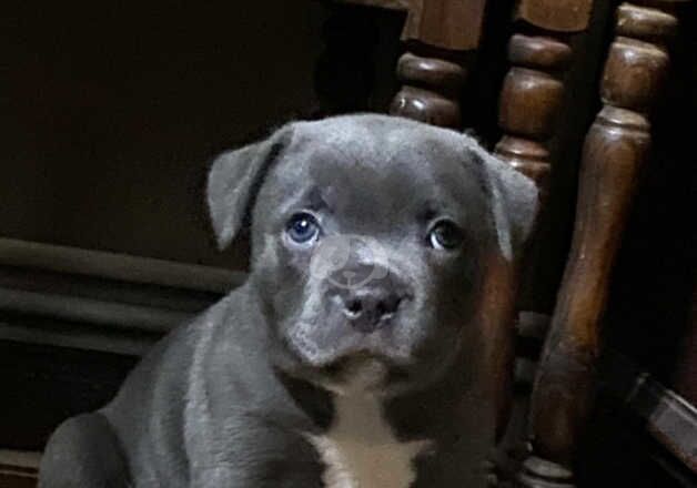 Staffordshire Bull terrier pups blue Look for sale in Harrogate, North Yorkshire - Image 2