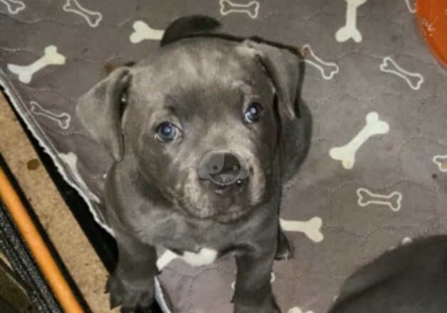 Staffordshire Bull terrier pups blue Look for sale in Harrogate, North Yorkshire - Image 3