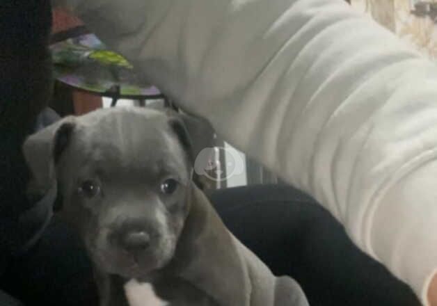 Staffordshire Bull terrier pups blue Look for sale in Harrogate, North Yorkshire - Image 4