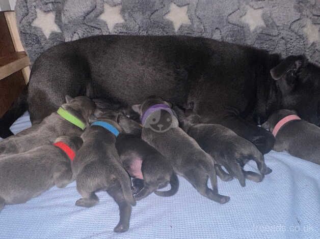 Staffordshire bull terrier pups for sale in Sheerness, Kent