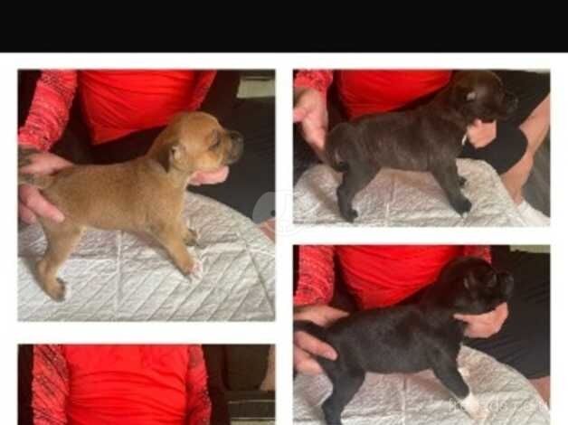 Staffordshire bull terrier pups IRK reg for sale in Londonderry, North Yorkshire