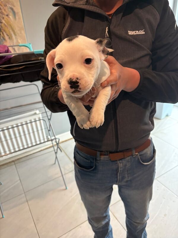 Staffordshire Bull Terrier Pups (staffy) for sale in Lurgan, County Armagh