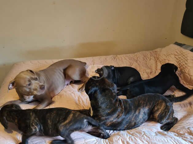 Staffordshire Bull Terrier Pups x6 - 2 Female / 1 Male Left for sale in Huddersfield, West Yorkshire