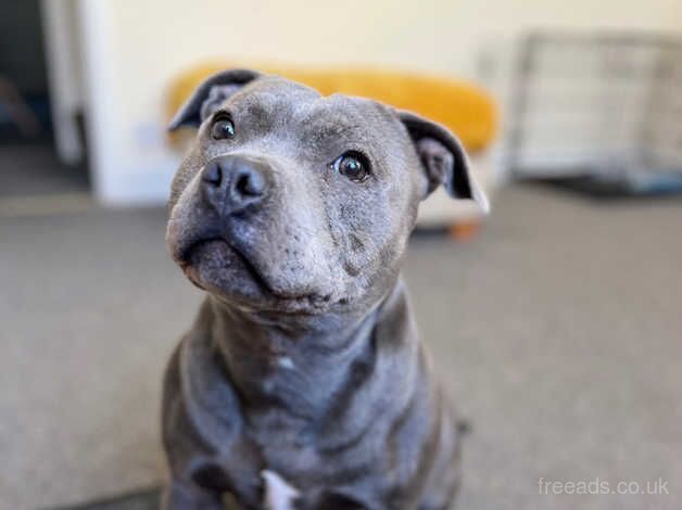 Staffordshire bull terrier pure blue for sale in Norwich, Norfolk