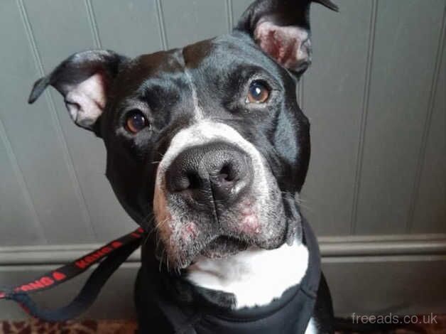 staffordshire bull terrier- rehoming for sale in Wadebridge, Cornwall