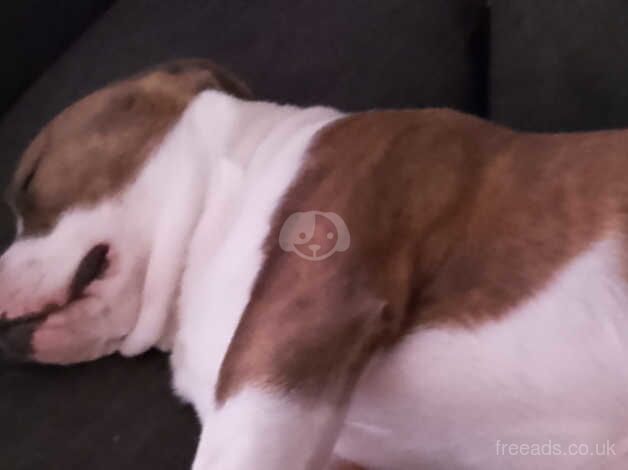 Staffordshire bull terrier x English bulldog for sale in Cambridge, Cambridgeshire - Image 2