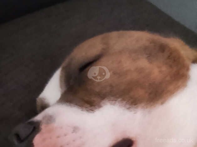 Staffordshire bull terrier x English bulldog for sale in Cambridge, Cambridgeshire - Image 3