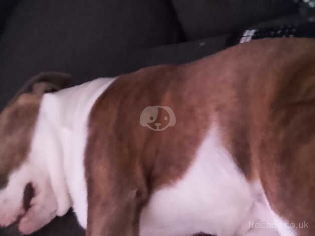 Staffordshire bull terrier x English bulldog for sale in Cambridge, Cambridgeshire - Image 4