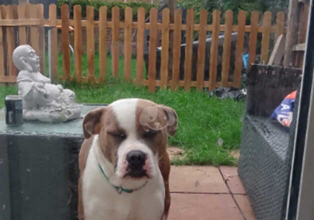 Staffordshire bull terrier x English bulldog for sale in Cambridge, Cambridgeshire