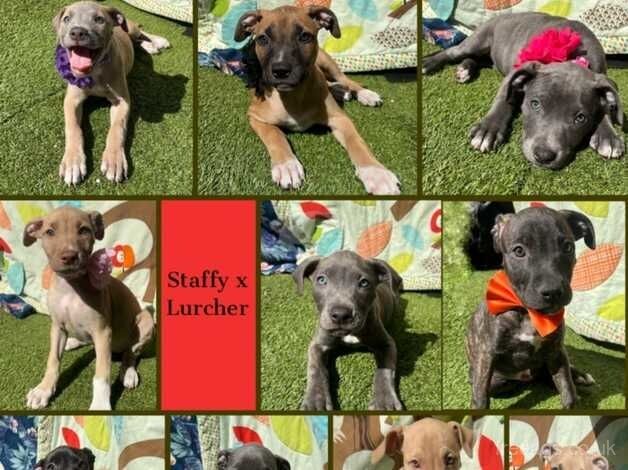 Staffordshire Bull Terrier X Lurcher for sale in Croydon, Croydon, Greater London