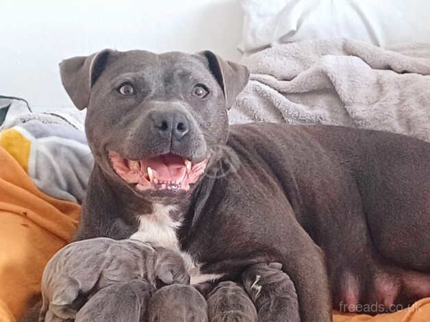 Staffordshire Bull terriers Blue for sale in Skelmersdale, Lancashire