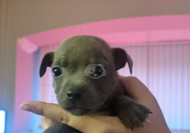 Staffordshire bull terriers for sale in Ebbw Vale/Glyn Ebwy, Blaenau Gwent