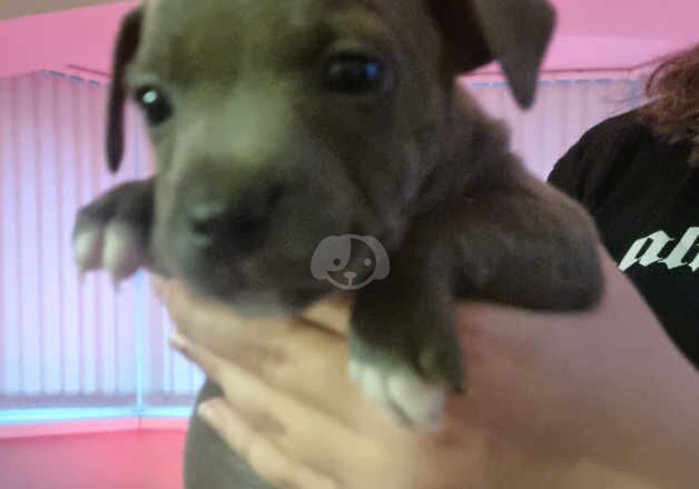 Staffordshire bull terriers for sale in Ebbw Vale/Glyn Ebwy, Blaenau Gwent - Image 2