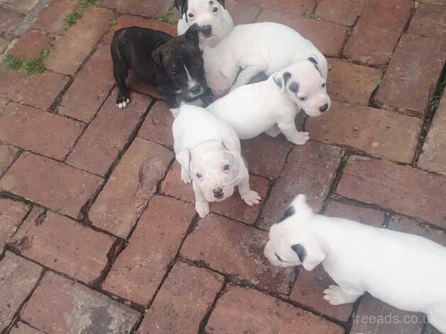 Staffordshire bull terriers for sale in Leicestershire