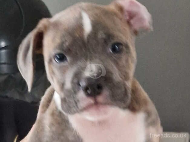 Staffordshire Bull Terriers Puppies X7 2Boys and girls for sale in Nottingham, Nottinghamshire