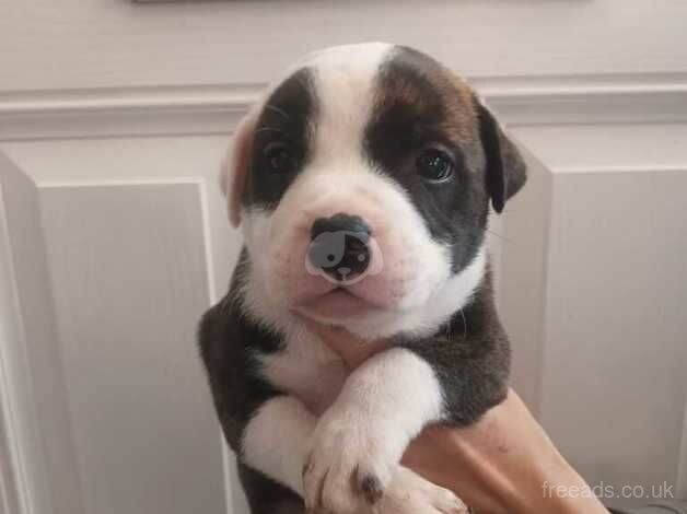 Staffordshire mix for sale in Walsall, West Midlands - Image 4