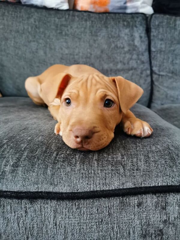 Staffordshire puppies for sale in Durham, County Durham - Image 1