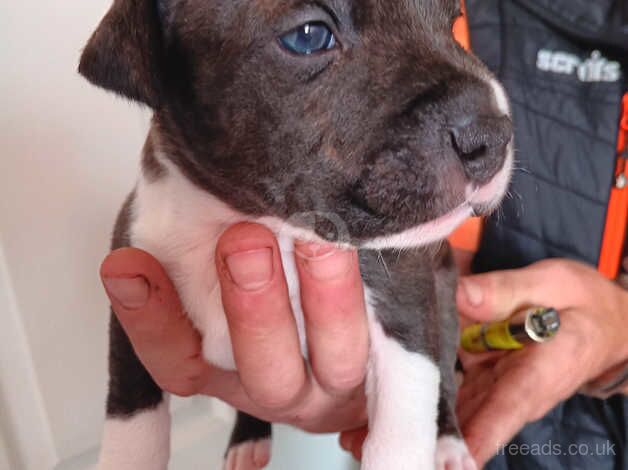 Staffordshire puppies for sale in Darlington, County Durham - Image 1