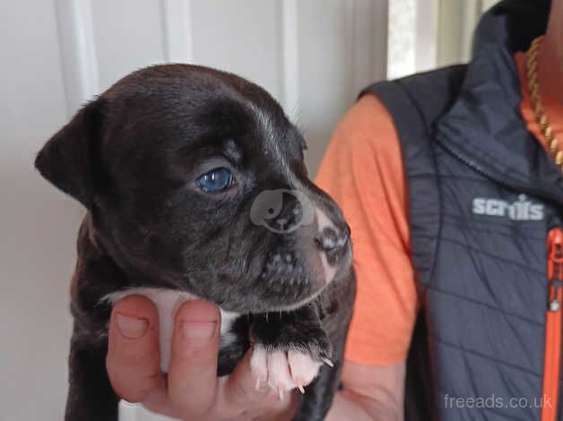 Staffordshire puppies for sale in Darlington, County Durham - Image 2