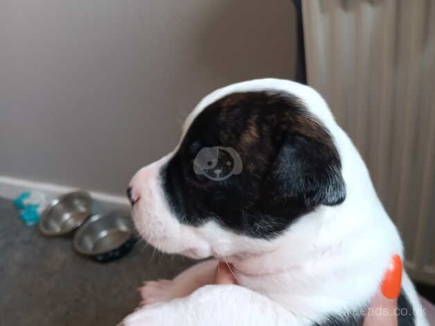 Staffordshire puppies for sale in Darlington, County Durham - Image 4