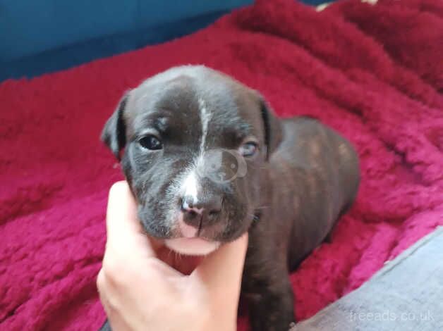 Staffordshire puppies for sale in Darlington, County Durham - Image 5