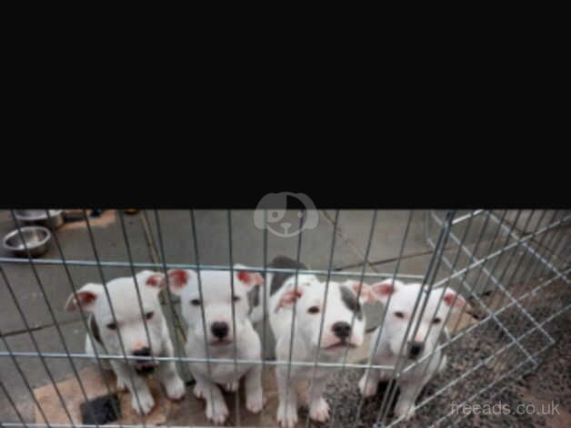 Staffordshire puppies for sale in Larne