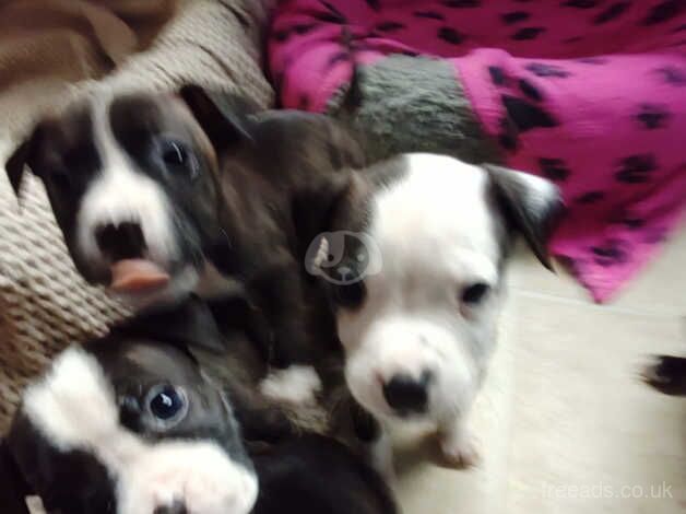 Staffordshire pups for sale in Glasgow, Glasgow City