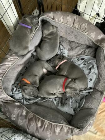 Staffordshire terrier puppies for sale in Evesham, Worcestershire - Image 4