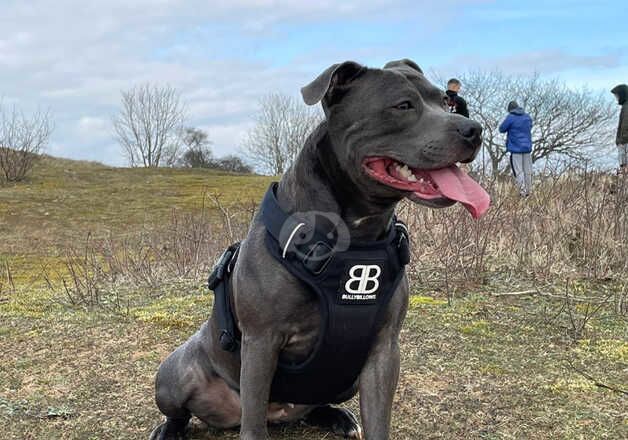 Kennel Club Registered Staffie Puppies For Sale