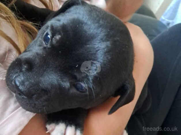 Stafforshire bull terrier puppies for sale in Atherstone, Warwickshire