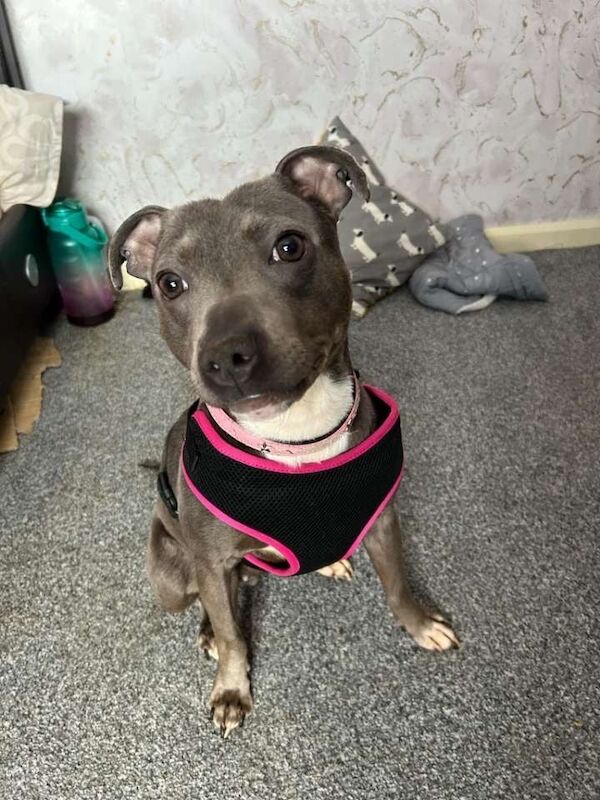 Staffy for sale in Denny, Stirling and Falkirk