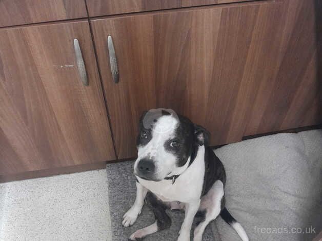 staffy 7yr old for sale in Hartlepool, County Durham