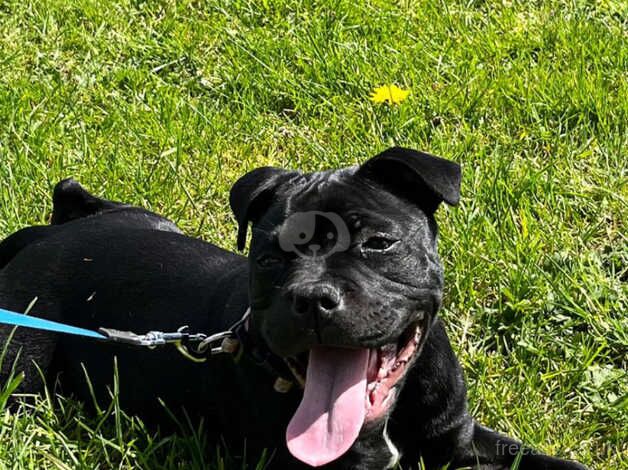 Staffy - beautiful 8 months old Bella for sale in Carmarthen/Caerfyrddin, Carmarthenshire