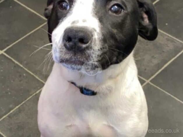 Staffy bitch 10 months old for sale in Frome, Somerset - Image 1