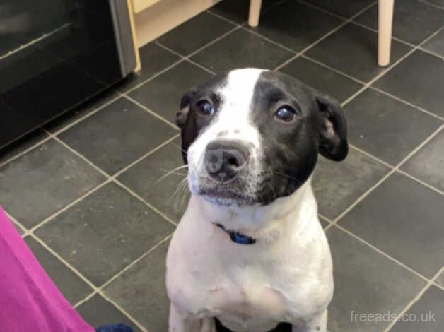 Staffy bitch 10 months old for sale in Frome, Somerset - Image 1