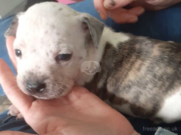 Staffy boy with unusual markings for sale in Stoke-on-Trent, Staffordshire