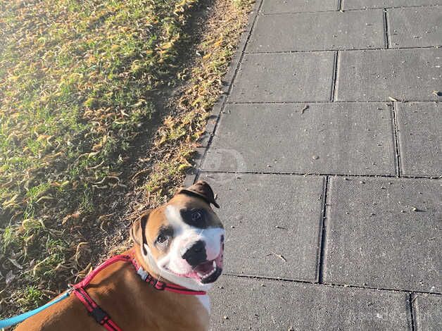 Staffy cross /American bull dog for sale in Kingston Upon Thames, Kingston upon Thames, Greate