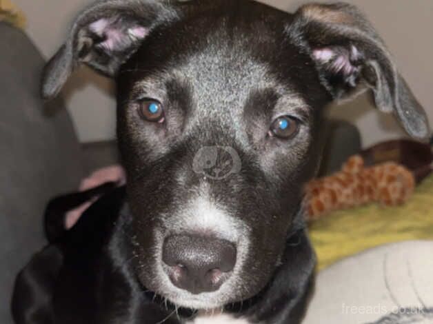 Staffy cross German shepherd for sale in Edinburgh, City of Edinburgh - Image 3