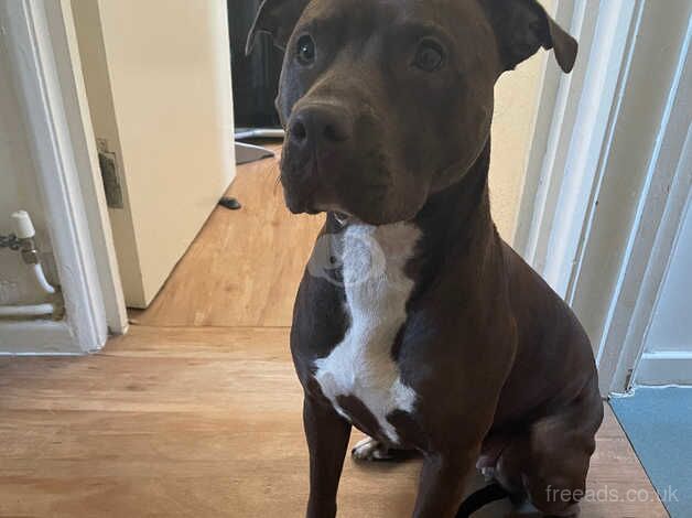 Staffy cross for sale in Bristol