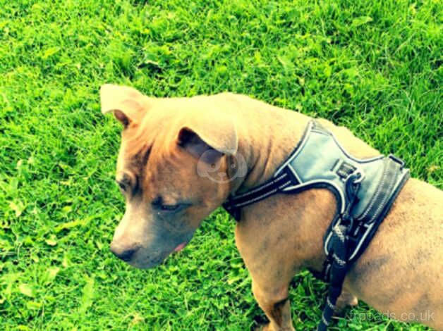 Staffy cross for sale in Chesterfield, Derbyshire - Image 1