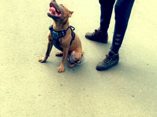 Staffie Puppies for sale in Derbyshire