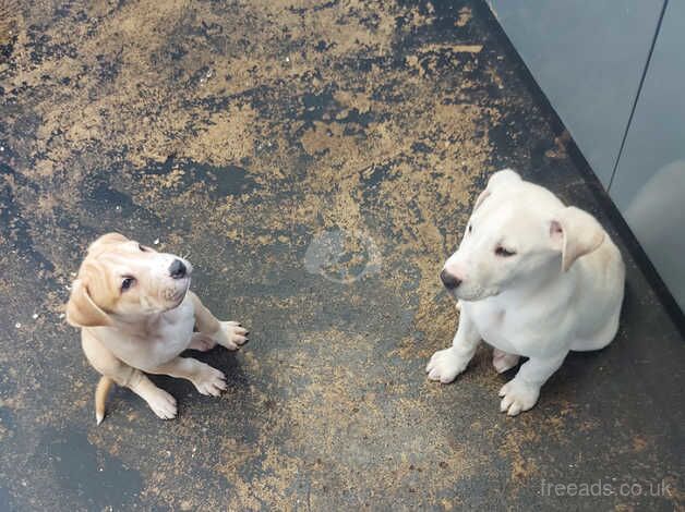 Staffy cross for sale in Leeds, West Yorkshire