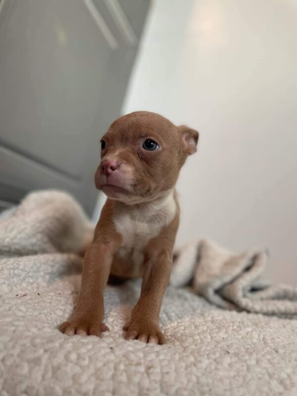 Staffy cross pocket bully for sale in Preston, Lancashire