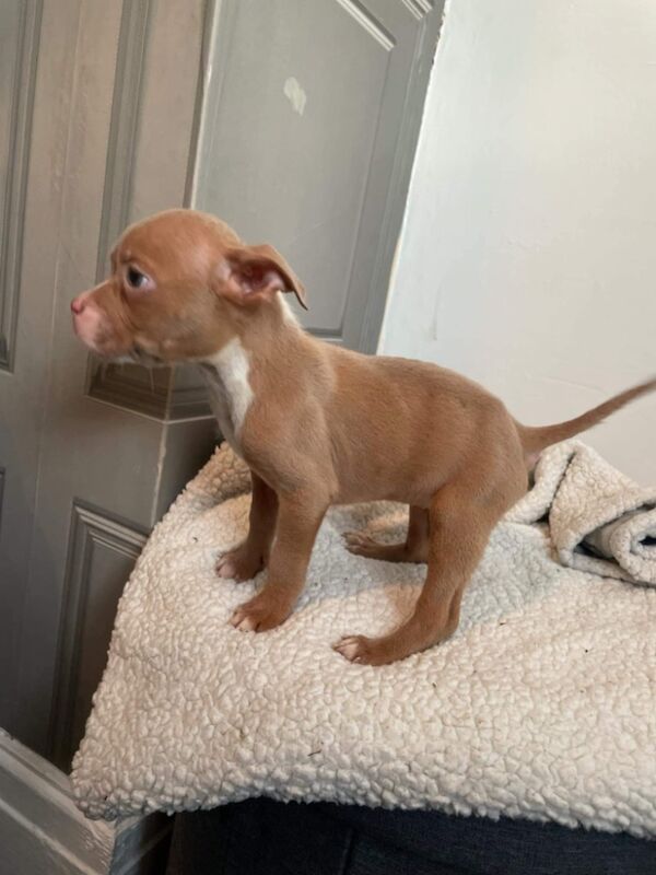 Staffy cross pocket bully for sale in Preston, Lancashire - Image 5