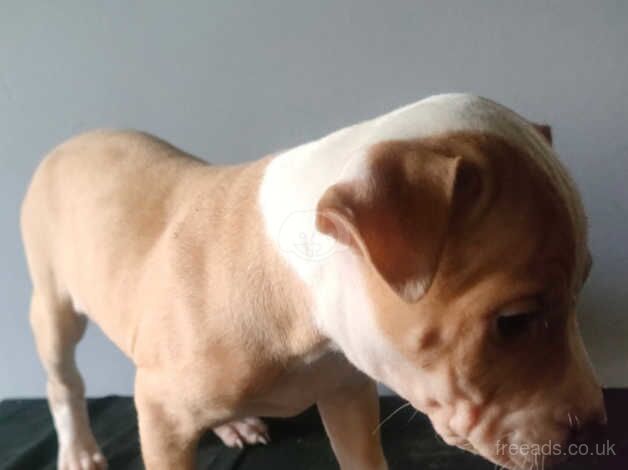 Staffy cross presa for sale in Accrington, Lancashire