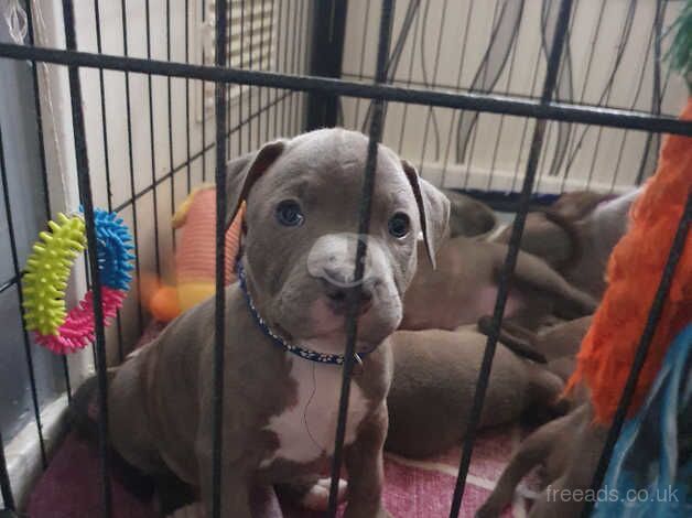 Staffy cross pup 1 x male avalible for sale in Kingston upon Hull, East Riding of Yorkshire - Image 1